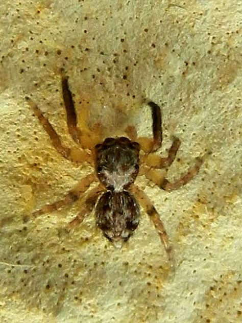 Salticidae sp.: Pseudeuophrys vafra - Venezia Lido